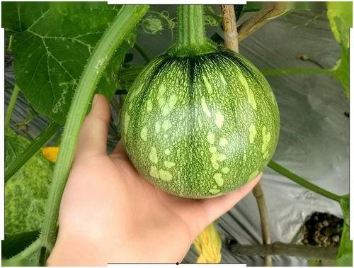 小叮-吃瓜,揭秘娱乐圈那些不为人知的幕后故事