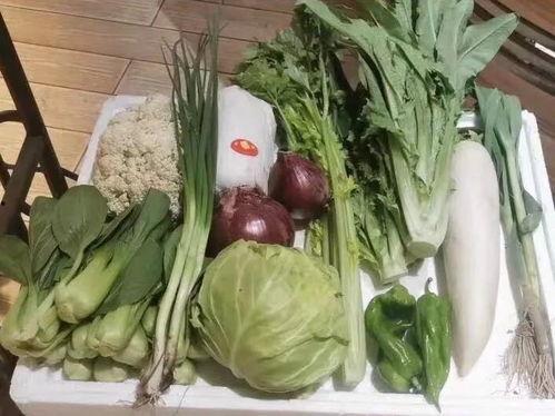 上海团长吃瓜,揭秘背后的真相与反思