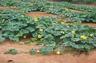 丰城市吃瓜,瓜果飘香，品味生活新篇章