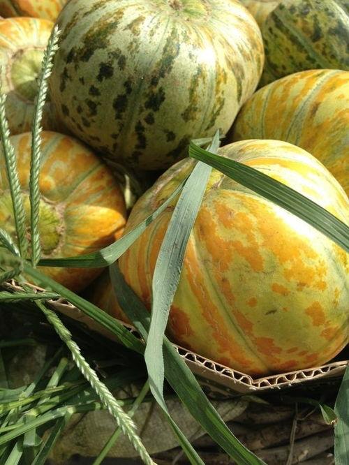 面瓜可以怎么吃,创意烹饪方法大盘点