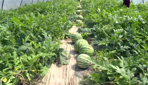 邳州最新吃瓜事件视频,视频揭秘惊人真相