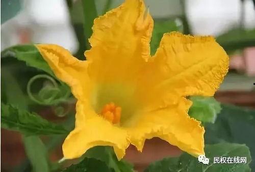 金乡吃瓜花,吃瓜花盛宴来袭