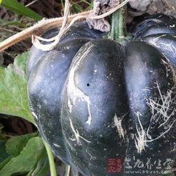 吃方瓜的作用,养生保健的天然良药，助你健康生活