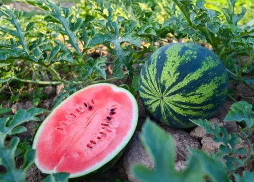 河南吃瓜网站,揭秘当地美食文化，带你领略舌尖上的河南