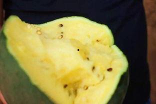 赤峰人吃的瓜,探寻草原上的瓜果盛宴