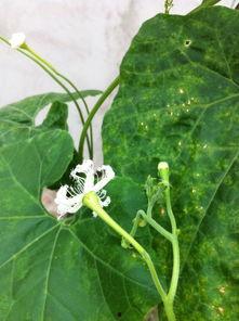 吃瓜花朵组,揭秘娱乐圈幕后花絮与趣味瞬间