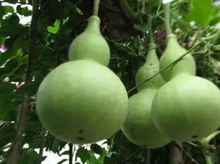 吃瓜的植物,探寻吃瓜植物的奥秘