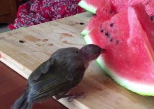 小鸟酱事件吃瓜